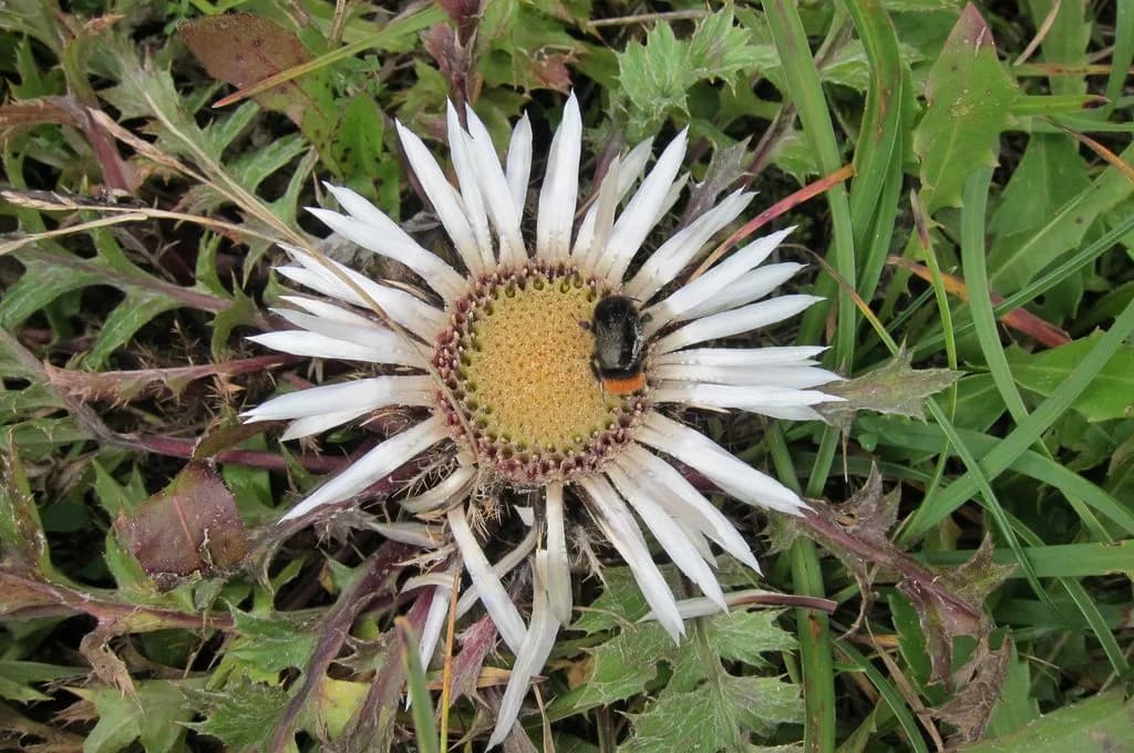 uploads 2020 07 Silberdistel 1
