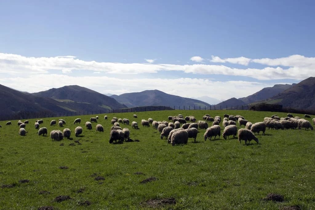 uploads 2020 07 sheep 1455124 1920