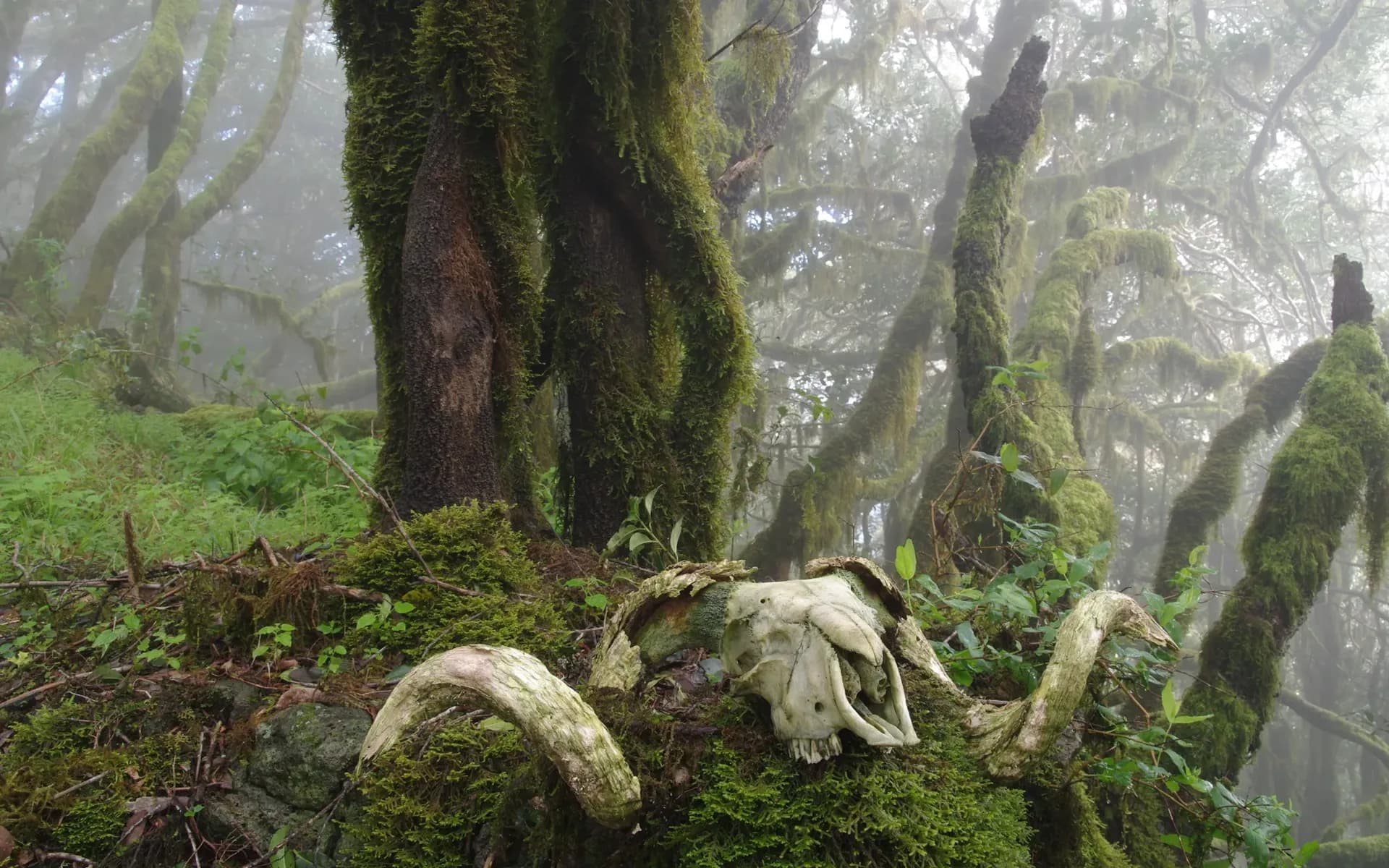 La Gomera — Landschaft