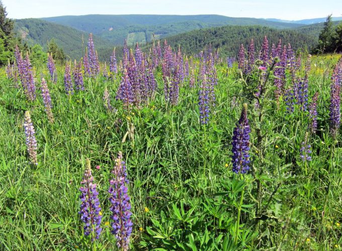 Wandern, Trekking und Naturerlebnisreisen in Europa