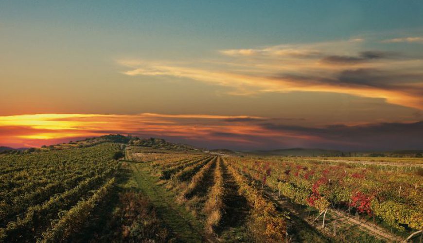 Weingärten der Weinkarpaten