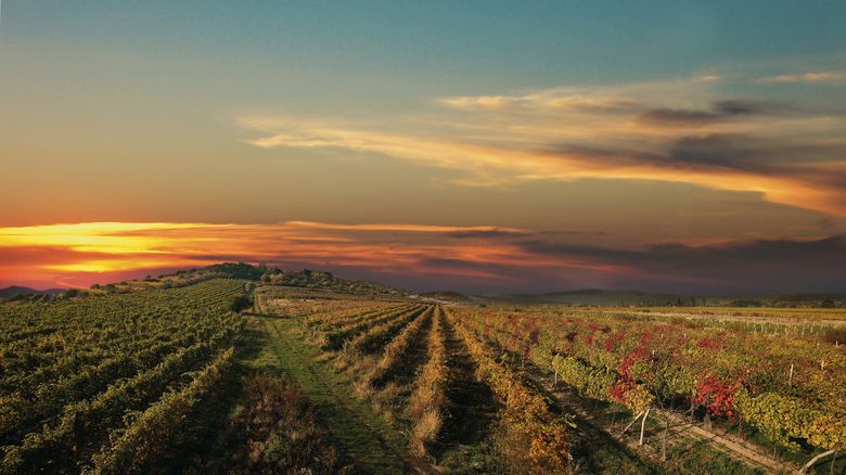 Weingärten der Weinkarpaten